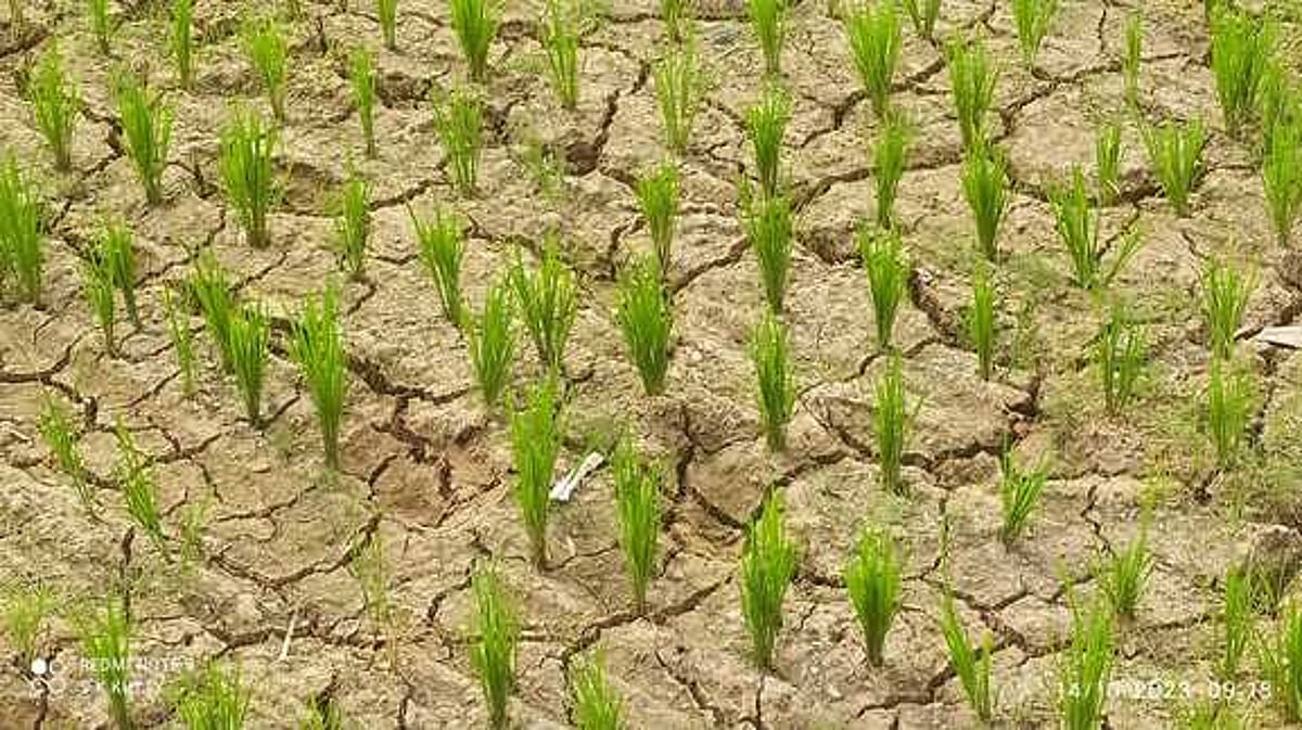 தண்ணீரின்றி சம்பா நெல் நடவுப் பணி பாதிப்பு: விவசாயிகள் கவலை