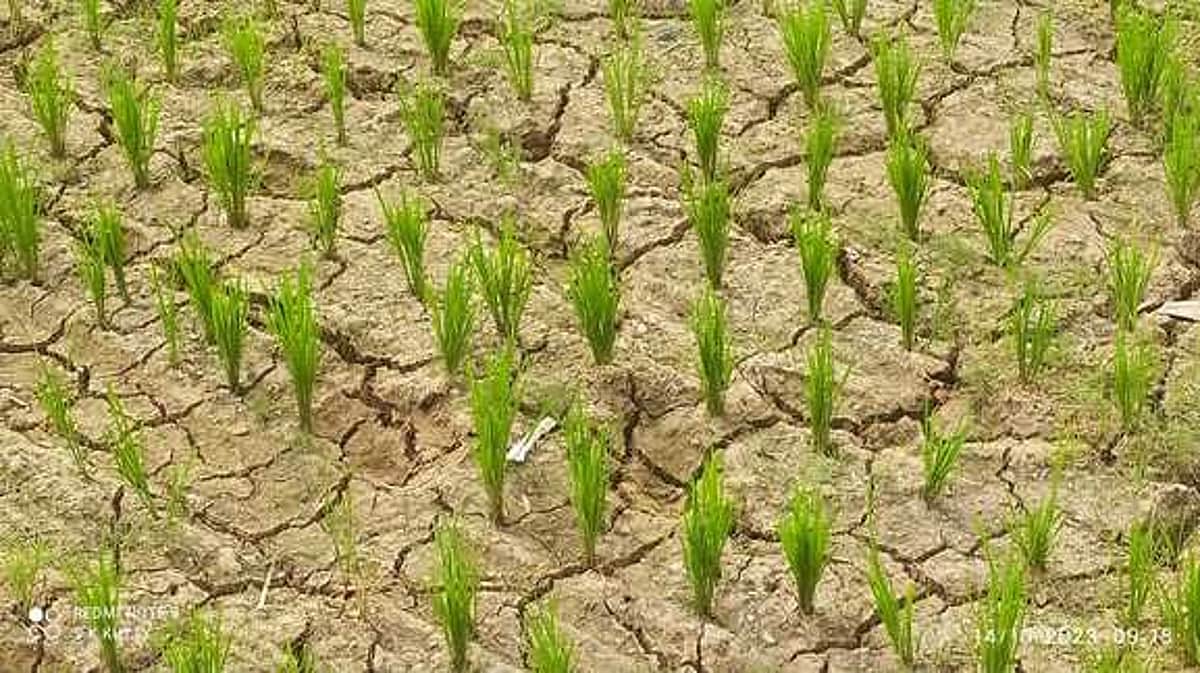 தண்ணீரின்றி சம்பா நெல் நடவுப் பணி பாதிப்பு: விவசாயிகள் கவலை