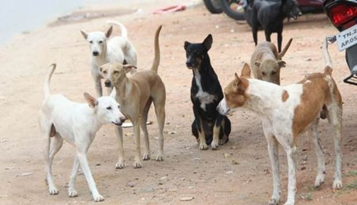 தமிழகத்தில் நிகழாண்டில் 4.04 லட்சம் போ் தெரு நாய்க் கடியால் பாதிப்பு: மாநிலங்களவையில் மத்தியசுகாதாரத் துறை அமைச்சகம் தகவல்