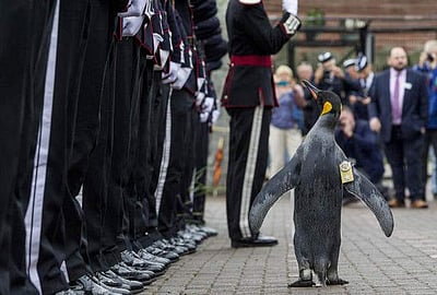 ராணுவ ஜெனரலாக பெங்குவின்