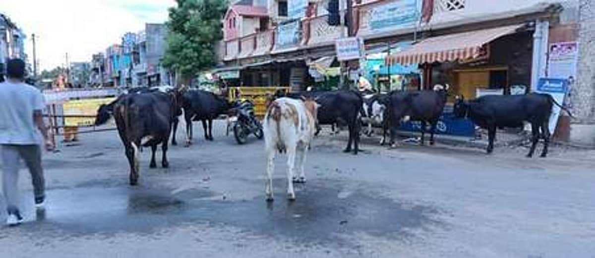 பாவம், கால்நடைகள்: சாலையில் திரியும் கால்நடைகள் குறித்த தலையங்கம்