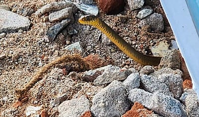 அரசுப் பள்ளிக்கு படையெடுத்த பாம்புகளால் பரபரப்பு!