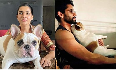 ஒரே நாயை வளர்க்கும் சமந்தா - நாக சைதன்யா?