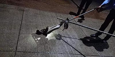 உலகின் மிக நீளமான பாம்பு இனம் சென்னை-ஐஐடியில் கண்டுபிடிப்பு