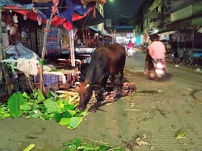 மாடுகளுடன் வாழ்வது எப்படி? (குடும்பக் கதை அல்ல!)