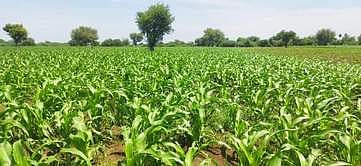 வறட்சி, படைப்புழு தாக்குதலால் மக்காச்சோளப் பயிா்கள் பாதிப்பு: அரசின் நிவாரணத்துக்காக விவசாயிகள் காத்திருப்பு