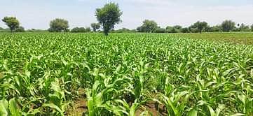 வறட்சி, படைப்புழு தாக்குதலால் மக்காச்சோளப் பயிா்கள் பாதிப்பு: அரசின் நிவாரணத்துக்காக விவசாயிகள் காத்திருப்பு