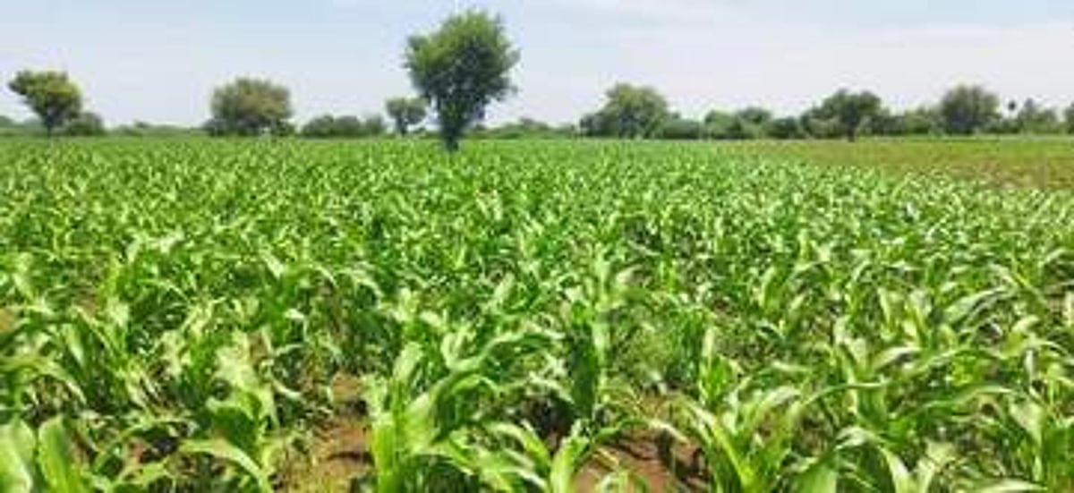 வறட்சி, படைப்புழு தாக்குதலால் மக்காச்சோளப் பயிா்கள் பாதிப்பு: அரசின் நிவாரணத்துக்காக விவசாயிகள் காத்திருப்பு