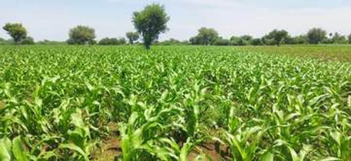 வறட்சி, படைப்புழு தாக்குதலால் மக்காச்சோளப் பயிா்கள் பாதிப்பு: அரசின் நிவாரணத்துக்காக விவசாயிகள் காத்திருப்பு