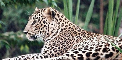 உ.பி.யில் சிறுத்தை தாக்கியதில் 3 பேர் காயம் 