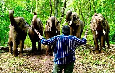 இயற்கைக்கும் யானைகளுக்கும் மிக்க நன்றி: கார்த்திக் சுப்புராஜ் நெகிழ்ச்சி!