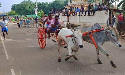 கம்பம் அருகே இரட்டை மாட்டு வண்டி எல்கை பந்தயம்