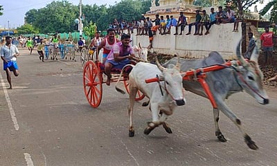 கம்பம் அருகே இரட்டை மாட்டு வண்டி எல்கை பந்தயம்