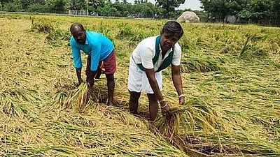 பயிர்க் காப்பீடு செய்ய கால அவகாசம் நீட்டிப்பு!