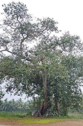 தீபாவளி பட்டாசுகளால் பறவைகள் வருகை பாதிப்பு: சுற்றுச்சூழல் ஆா்வலா்கள் கவலை