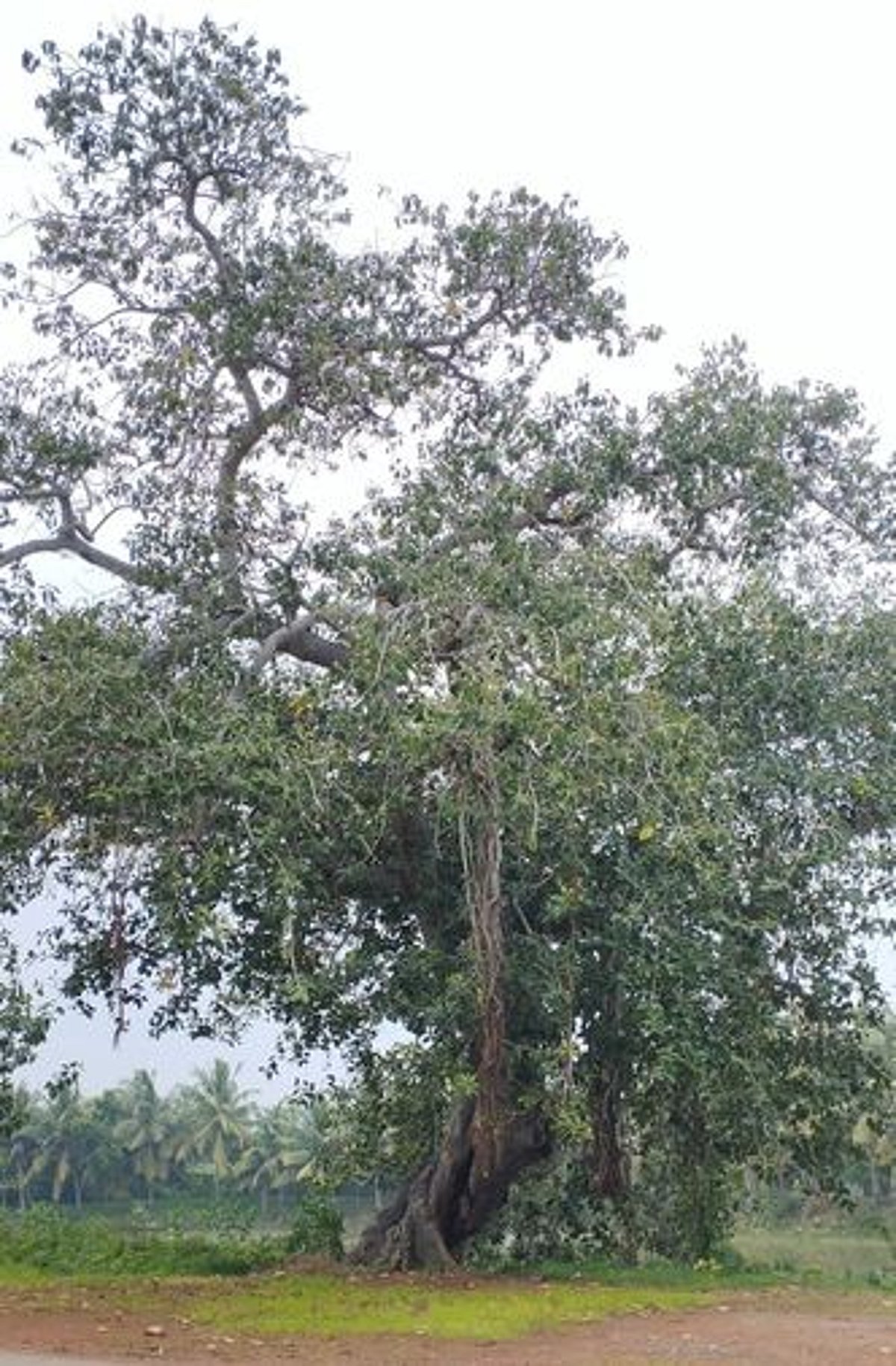 தீபாவளி பட்டாசுகளால் பறவைகள் வருகை பாதிப்பு: சுற்றுச்சூழல் ஆா்வலா்கள் கவலை