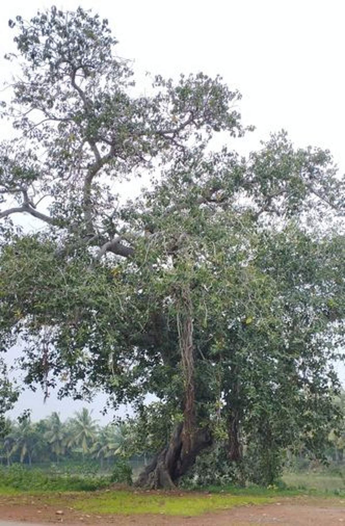 தீபாவளி பட்டாசுகளால் பறவைகள் வருகை பாதிப்பு: சுற்றுச்சூழல் ஆா்வலா்கள் கவலை