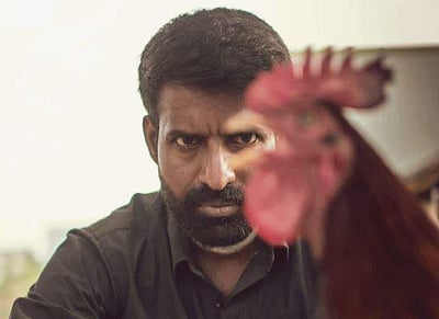 சர்வதேச திரைப்பட விழாவில் தேர்வான கொட்டுக்காளி!