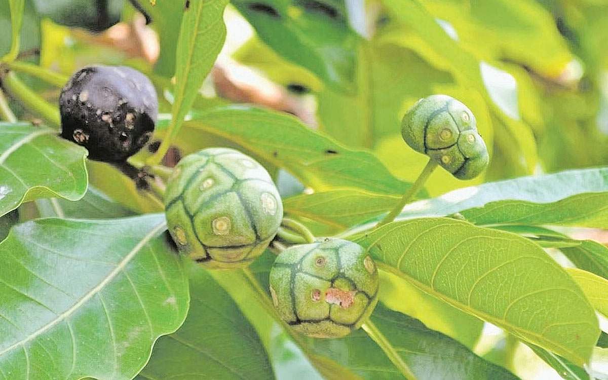 மஞ்சணத்தி தெரியுமா?