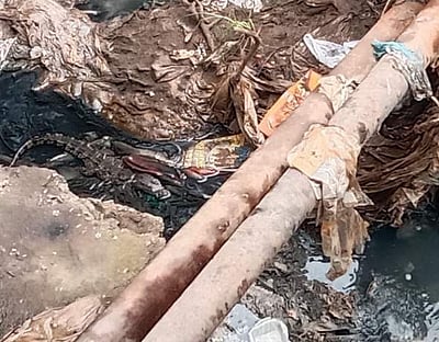 புதுச்சேரி உப்பனாறு வாய்க்காலில் முதலைக் குட்டி: மக்கள் திரண்டதால் பரபரப்பு