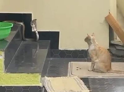 வீட்டிற்குள் நுழைய முயன்ற நாக பாம்பை தடுத்து நிறுத்திய பூனை: செல்லப்பிராணியின் நெகிழ்ச்சி வைரல்!