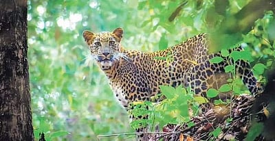 உ.பி.: சிறுத்தை தாக்கி 5 வயது சிறுவன் பலி!