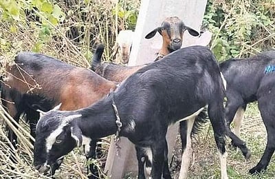 தேவூர்: மர்ம விலங்கு கடித்து 7 ஆடுகள் பலி; 10க்கும் மேற்பட்ட ஆடுகள் காயம் 