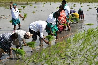 காவிரி நீர் இல்லாததால் நெல் கொள்முதல் 3 லட்சம் டன் குறைவு!