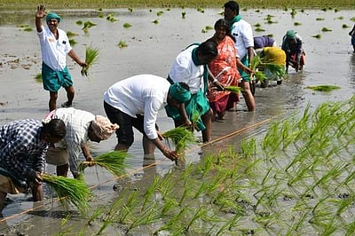 காவிரி நீர் இல்லாததால் நெல் கொள்முதல் 3 லட்சம் டன் குறைவு!