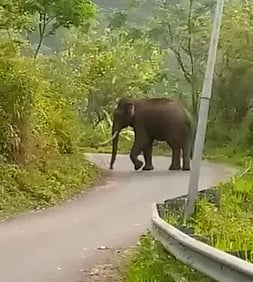 மேற்கு வங்கம்: சரக்கு ரயில் மோதியதில் 3 யானைகள் உயிரிழப்பு