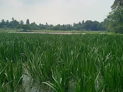 தொலைநோக்குத் திட்டம்: வேளாண் திட்டங்கள் குறித்த தலையங்கம்