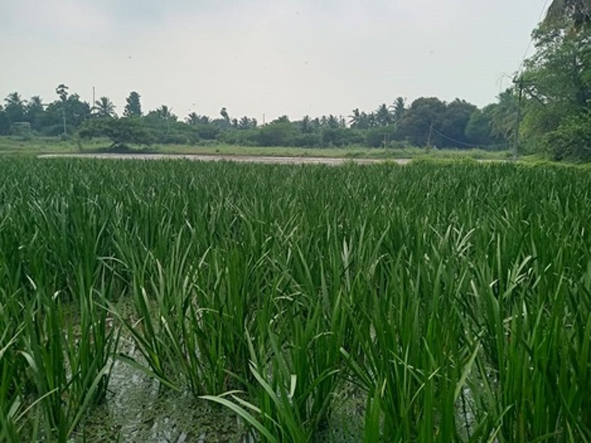 தொலைநோக்குத் திட்டம்: வேளாண் திட்டங்கள் குறித்த தலையங்கம்