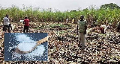 நாடு முழுவதும் சர்க்கரை தயாரிக்கும் பணிகள் தொடக்கம்