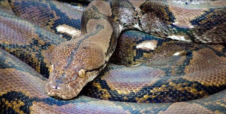 9ft Python 9 foot python captured at Central University in JKs Samba - தினமணி
