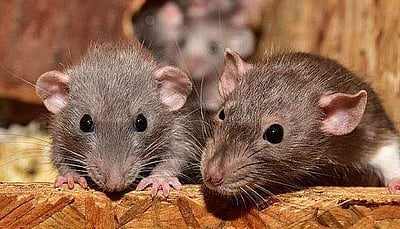 மனிதரின் வயதைக் குறைக்க முடியுமா? எலிகள் மீதான சோதனை வெற்றி!