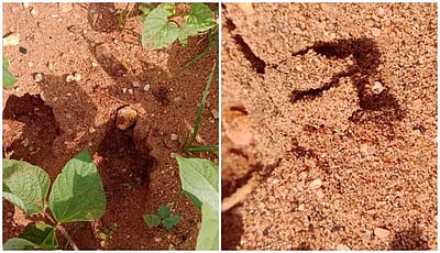 அவிநாசி அருகே மீண்டும் 2 சிறுத்தைகள் நடமாட்டம்: வனத்துறையினர் ஆய்வு