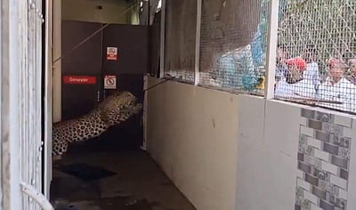 மருத்துவமனைக்குள் புகுந்த சிறுத்தை: நோயாளிகள் ஓட்டம்!