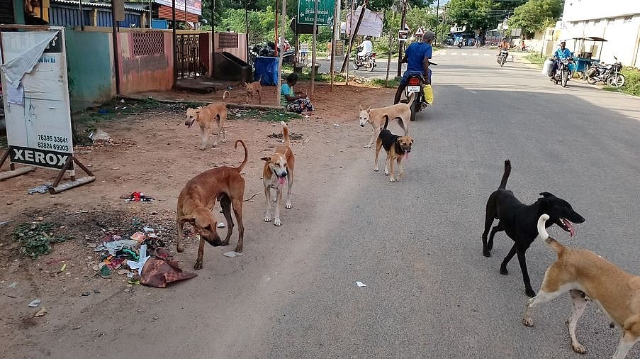 நாய்க்கடி அச்சம்: தெருநாய்கள் தொல்லை குறித்த தலையங்கம்