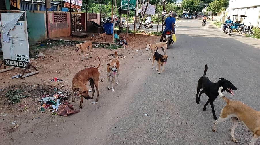 நாய்க்கடி அச்சம்: தெருநாய்கள் தொல்லை குறித்த தலையங்கம்