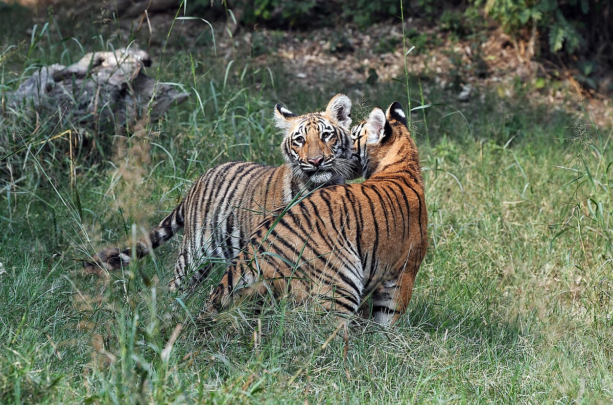 புதுதில்லியில் உள்ள தேசிய விலங்கியல் பூங்காவில் 7 மாத புலிக்குட்டிகளான தேரி மற்றும் தாத்ரி பூங்காவின் பிரதான வளாகத்தில் விடுவிப்பு.