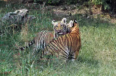 தில்லி உயிரியல் பூங்காவில் புலிக்குட்டிகள் - புகைப்படங்கள்