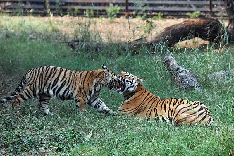  Tiger attacks employee at Thiruvananthapuram zoo 
