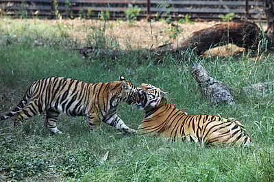 திருவனந்தபுரம் உயிரியல் பூங்காவில் ஊழியரைத் தாக்கிய புலியால் பரபரப்பு ! 