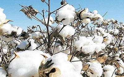 பருத்தி உற்பத்தி இந்த ஆண்டு 294.10 லட்சம் பேல்களாக குறையும்: சிஏஐ 