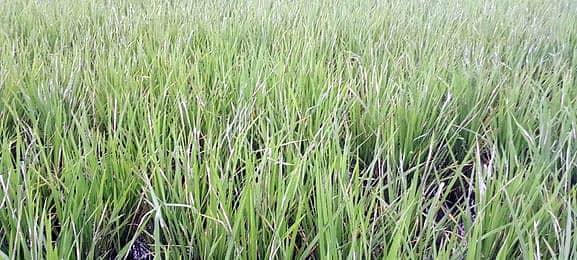 சம்பாவில் சவாலாக மாறி வரும் இலை சுருட்டுப் புழுத் தாக்குதல்: விவசாயிகள் அச்சம்