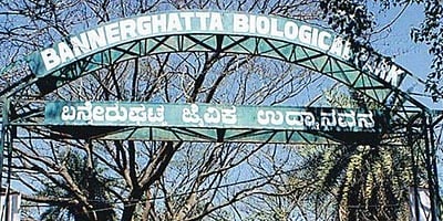 சிங்கத்தைத் தத்து எடுக்கலாம்: எப்படி இது சாத்தியம்?