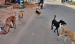 தெருநாய் கடித்து 5 சிறுவா்கள் காயம்