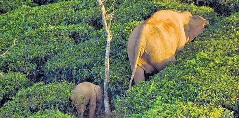 தாயுடன் சேர்க்கும் முன் குட்டி யானையின் உடலில் சேறு பூசிய வனத்துறை