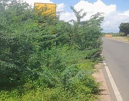 சீமைக்கருவேல மரங்களை
ஜூலை 31-க்குள் அகற்ற அறிவுறுத்தல்
