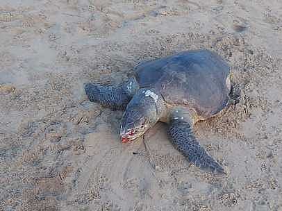 மரக்காணம் கடலோர கிராமங்களில் இறந்த நிலையில் கரை ஒதுங்கும் ஆலிவ் ரிட்லி ஆமைகள்